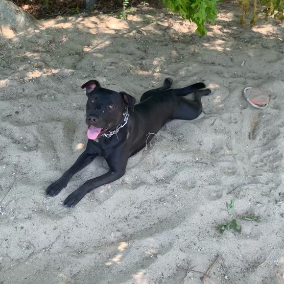 Meet your Posher, Maddie - Picture 3 of 5